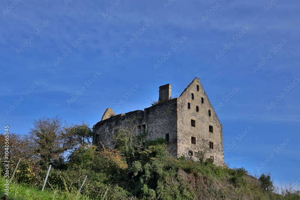 Burgruine in Burkheim am Kaiserstuhl Burgruine in Burkheim am Kaiserstuhl