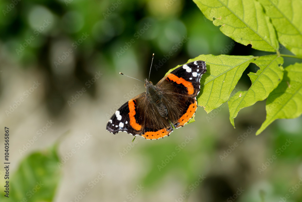 Red admiral butterfly (Vanessa Atalanta) sitting on a green leaf in Zurich, Switzerland Red admiral butterfly (Vanessa Atalanta) sitting on a green leaf in Zurich, Switzerland