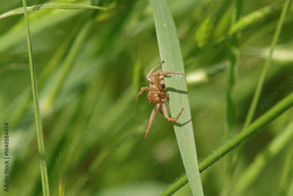 Xysticus sp.
Xysticus sp. in its natural element
Xysticus sp.
Xysticus sp. in its natural element