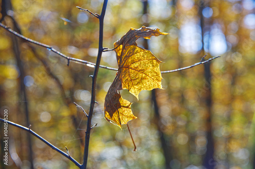 Yellow leaf in the fall on a sunny day photo