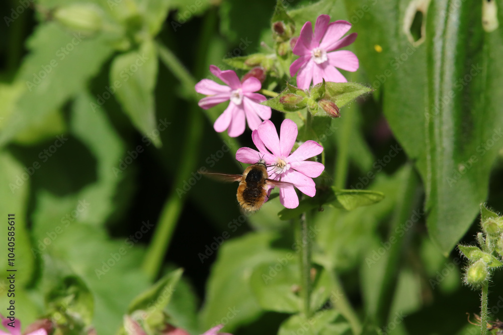 Bombyle (Bombylius major)
Bombylius major in its natural element
Bombyle (Bombylius major)
Bombylius major in its natural element