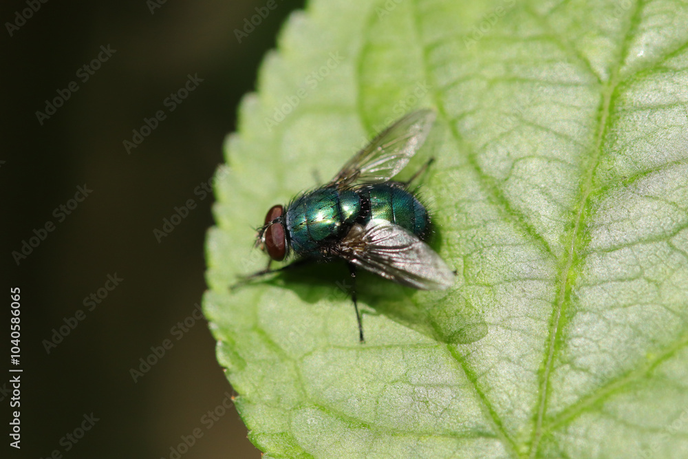 Lucilia sp.
Lucilia sp. on an unidentified flower or plant
Lucilia sp.
Lucilia sp. on an unidentified flower or plant