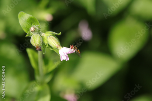 Syrphe à ceintures (Episyrphus balteatus)
Episyrphus balteatus on an unidentified flower or plant
 photo