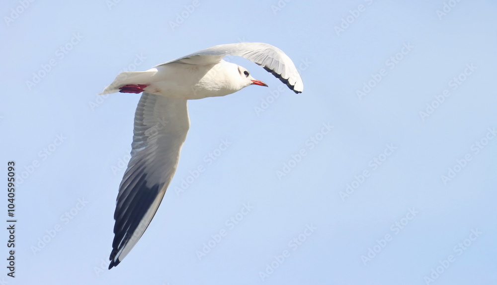 Obraz premium Common Black-headed Gull in flight, Larus ridibundus, birds of Montenegro
