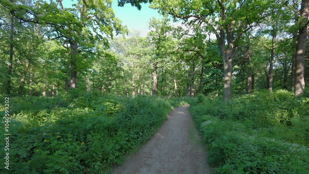 Walk in the summer forest. The rays of the sun break through the branches of trees. Green grass, trees in yellow, green, red leaves. Beautiful path in the forest. Walk in the summer forest. The rays of the sun break through the branches of trees. Green grass, trees in yellow, green, red leaves. Beautiful path in the forest.