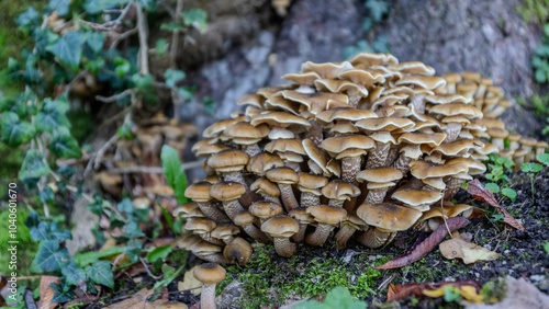 mushrooms in the forest