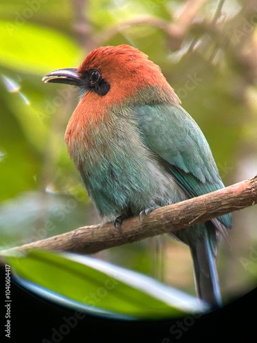 bird in forrest 