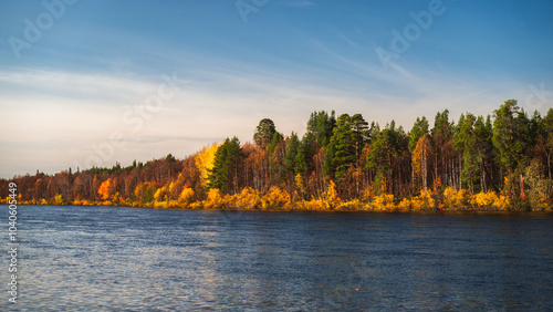 Peaceful and calm autumn day in Finnish Lapland by the flowing river offers breathtaking view to golden colored forest on the shore during beautiful coloured autumn day with blue sky, Ivalo, Finland  photo