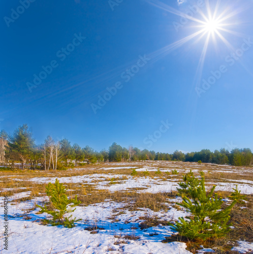 winter snowbound forest glade under a sparkle sun, seasonal outdoor landscape