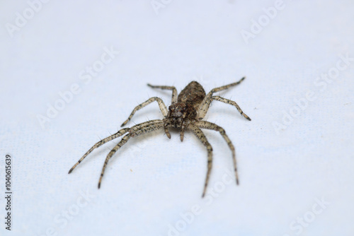 Wallpaper Mural xysticus kochi spider macro photo Torontodigital.ca