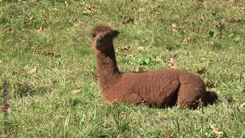 Alpaca are laying on grass and chewing on a farm