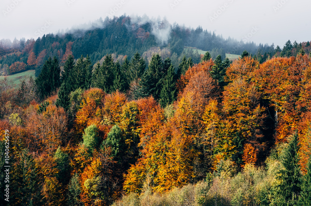 Fir trees forest in autumn Fir trees forest in autumn