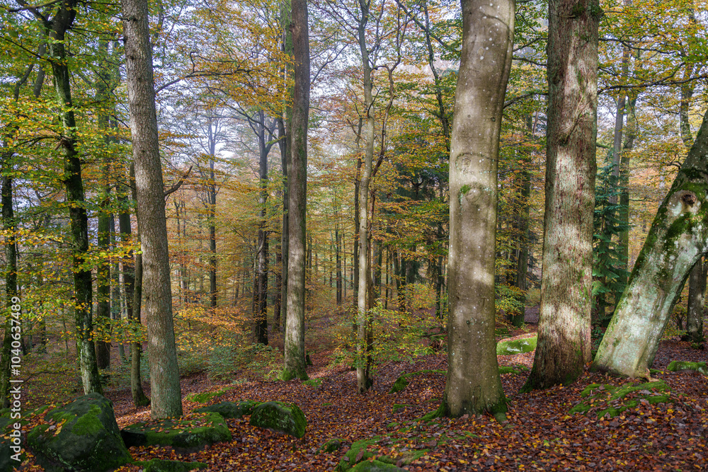 Obraz premium The Autumn Forest has colorful foliage, tall trees, and wildlife, enhancing the ecosystem