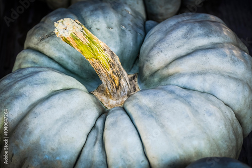 Kürbis, Jarrahdale, Cucurbita maxima, Speisekürbis, Kürbisernte, Kürbisrezepte, Herbstmarkt, Herbstfest, Herbstdekoration, Herbst, Baselland, Schweiz photo