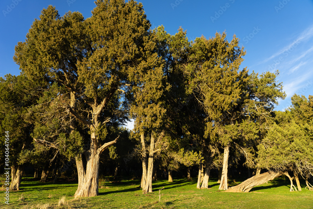 Naklejka premium Calatañazor juniper forest in Soria at sunset, Castilla y Leon, Spain.