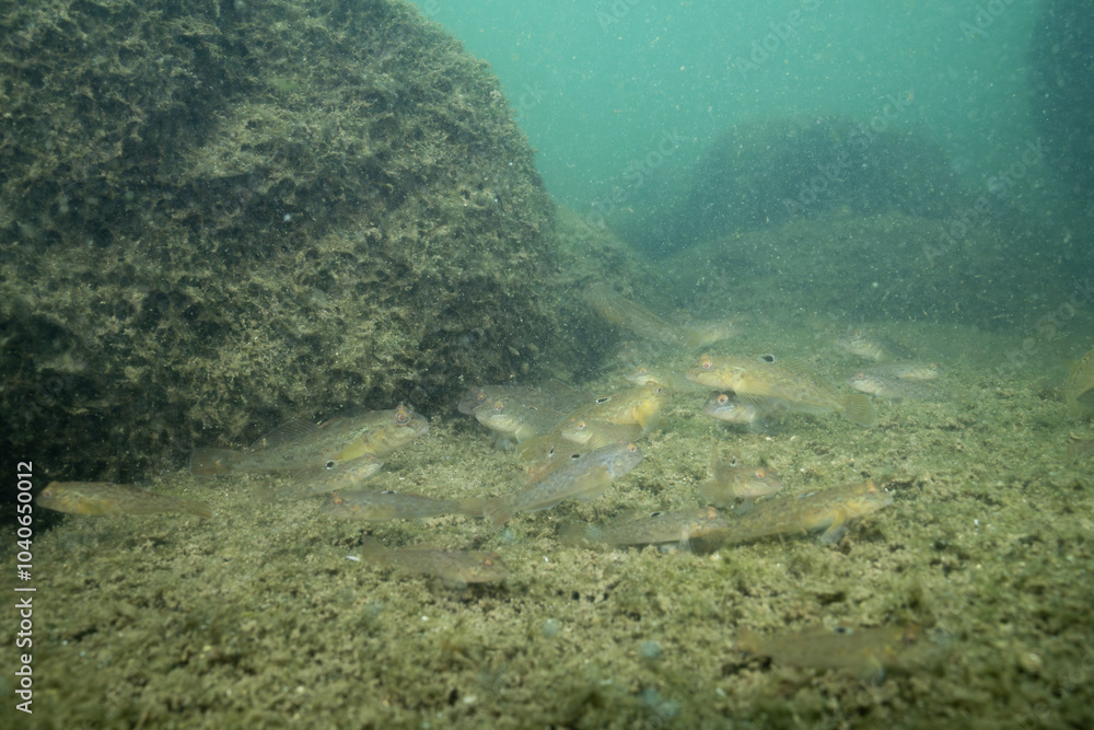Several invasive round gobies at the bottom of lake Several invasive round gobies at the bottom of lake