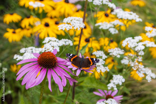 A  butterfly pollinating the echinacea pink flower in a summer garden.	