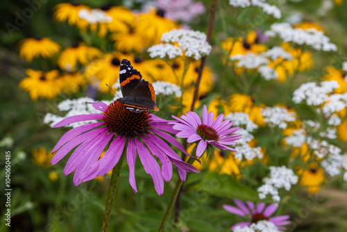 A  butterfly pollinating the echinacea pink flower in a summer garden.	
 photo