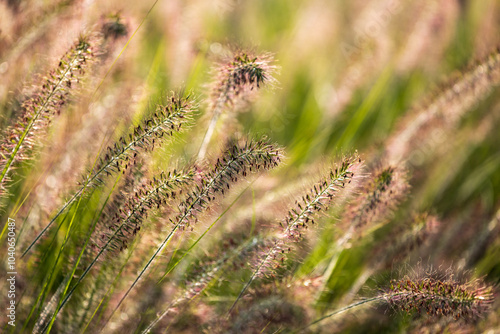 Ornamental grass fountaingrasses in the summer garden.	 photo