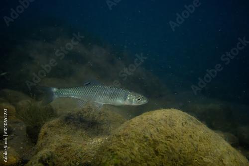 Greenfin shiner in a river