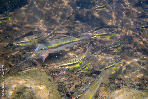 Fotografija School of mountain redbelly dace and rosyside dace in river