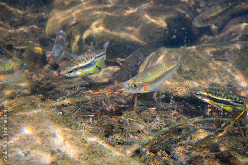 Foto School of mountain redbelly dace and rosyside dace in river