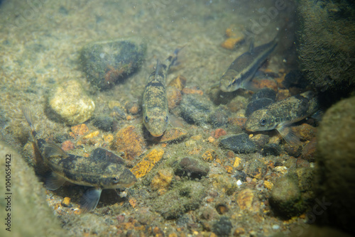 School of Northern hog sucker on a riverbed photo