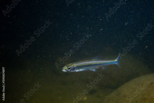 Silver shiner in a dark river