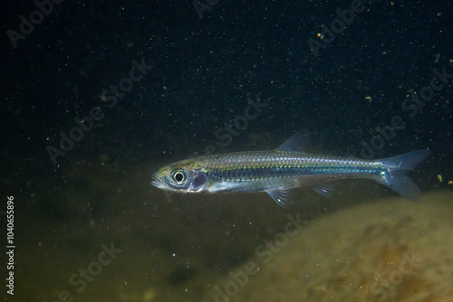 Silver shiner in a dark river