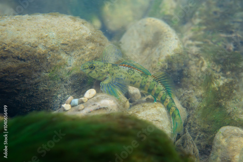 Greenside darter displaying at the bottom of a river