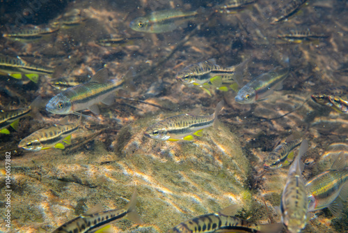 Wall Mural School of mountain redbelly dace and rosyside dace in river
