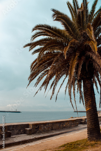 Dramatic palm tree silhouette over Porto coastline with stone wall and lighthouse view