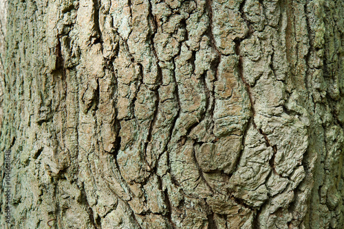 old tree bark, close-up, oak trunk