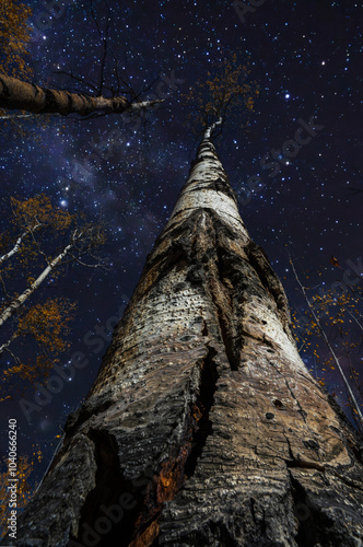 wide angle of tall aspen tree pointing toward the milky way sky in the autumn, seen in Steamboat springs Colorado