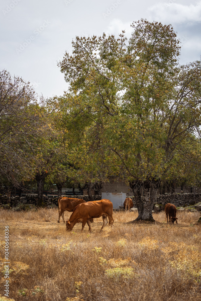 set of cows grazing in the field, cattle grazing in the open air set of cows grazing in the field, cattle grazing in the open air