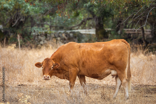 beautiful brown cow seen from the side and looking straight ahead in pasture field