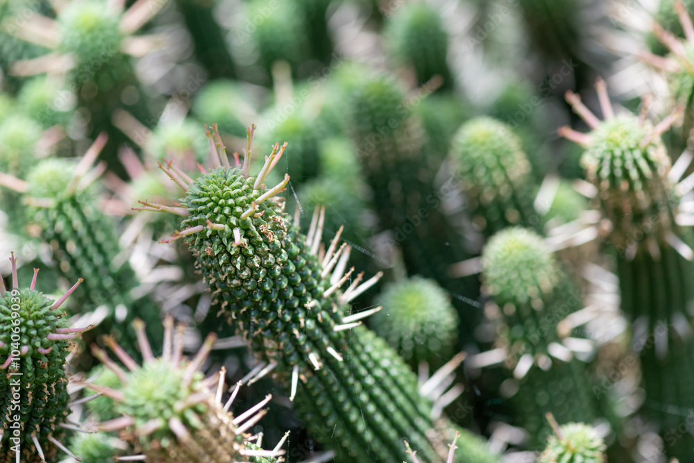 Close up of euphorbia mammillaris cacti Close up of euphorbia mammillaris cacti