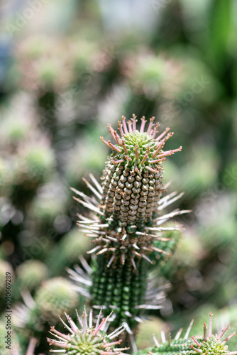 Close up of euphorbia mammillaris cacti