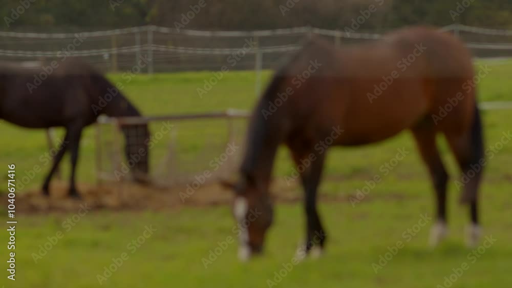 A calming and serene scene showcasing two horses peacefully grazing and enjoying their time in a lush, green pasture A calming and serene scene showcasing two horses peacefully grazing and enjoying their time in a lush, green pasture