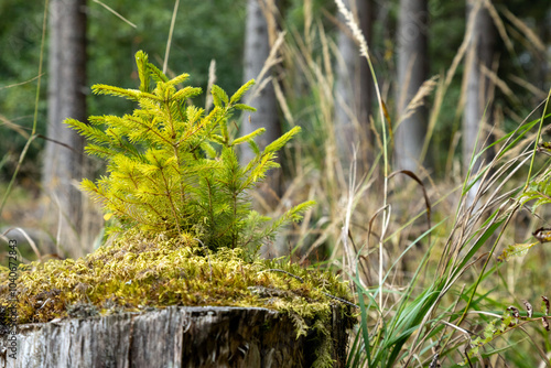 small spruce grows on a stump in moss, forest growth