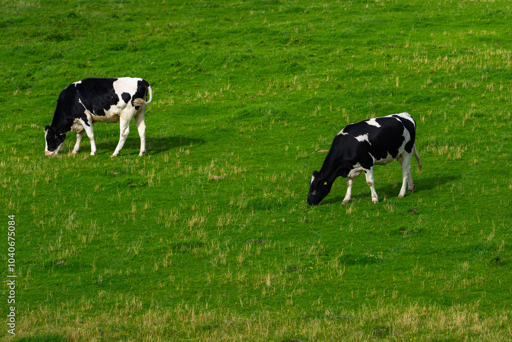 The sheep in the verdant meadows. Sheep on an farm. Sheep eating grass on a field. Sheep grazing in an alpine meadow. The sheep in the verdant meadows. Sheep on an farm. Sheep eating grass on a field. Sheep grazing in an alpine meadow.