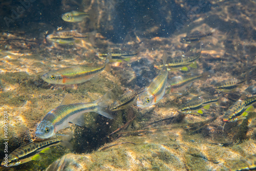 School of mountain redbelly dace and rosyside dace in river photo