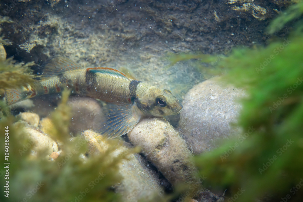 Obraz premium Varigated darter displaying on a rocky riverbed