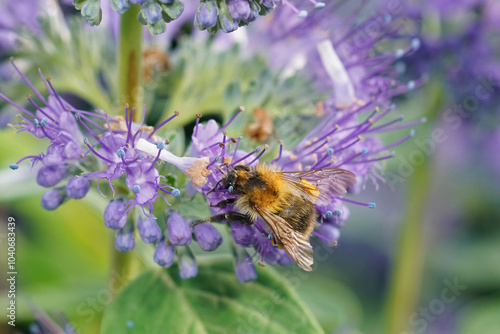 Closeup on a wed Brown banded bumblebee, Bombus pascuorum on a blue Caryopteris flower photo