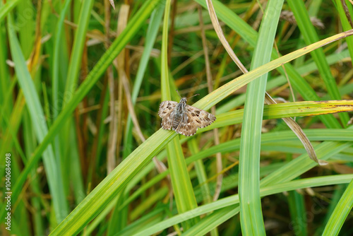 Closeup on a fresh emerged mallow skipper, Carcharodus alceae, sitting with openwings photo