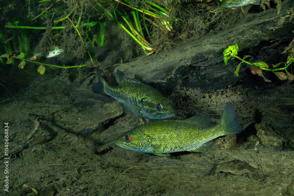 Suwannee bass guarding a nest Suwannee bass guarding a nest