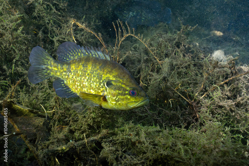 Warmouth sunfish in a spring with several aquatic plants photo