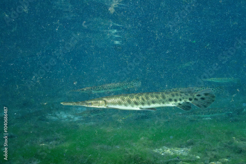 Closeup of Florida gar swimming underwater