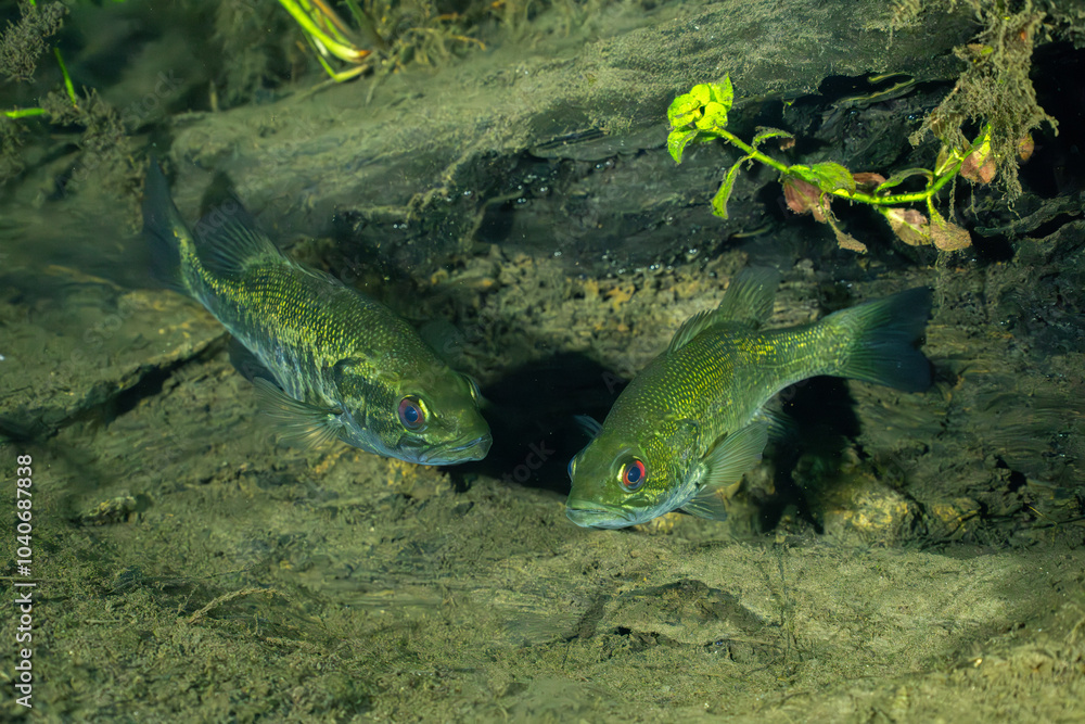 Suwannee bass guarding a nest Suwannee bass guarding a nest