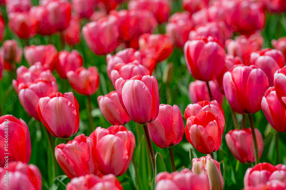 Red Tulip flower in tulip field at spring day. Colorful vivid pink tulips in the park. Spring landscape. Red tulip garden in spring. The Tulip. Beautiful bouquet of tulips in spring nature. Close up Red Tulip flower in tulip field at spring day. Colorful vivid pink tulips in the park. Spring landscape. Red tulip garden in spring. The Tulip. Beautiful bouquet of tulips in spring nature. Close up